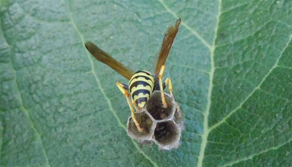 Polistes dominulus in costruzione nido?